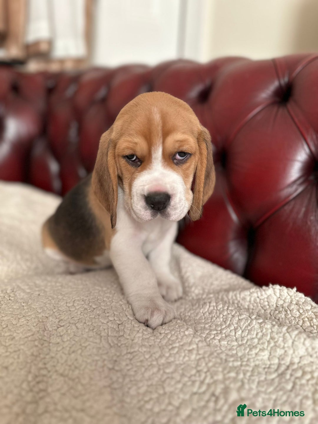 Beagle dogs for sale: Beagle Puppies - Image 13