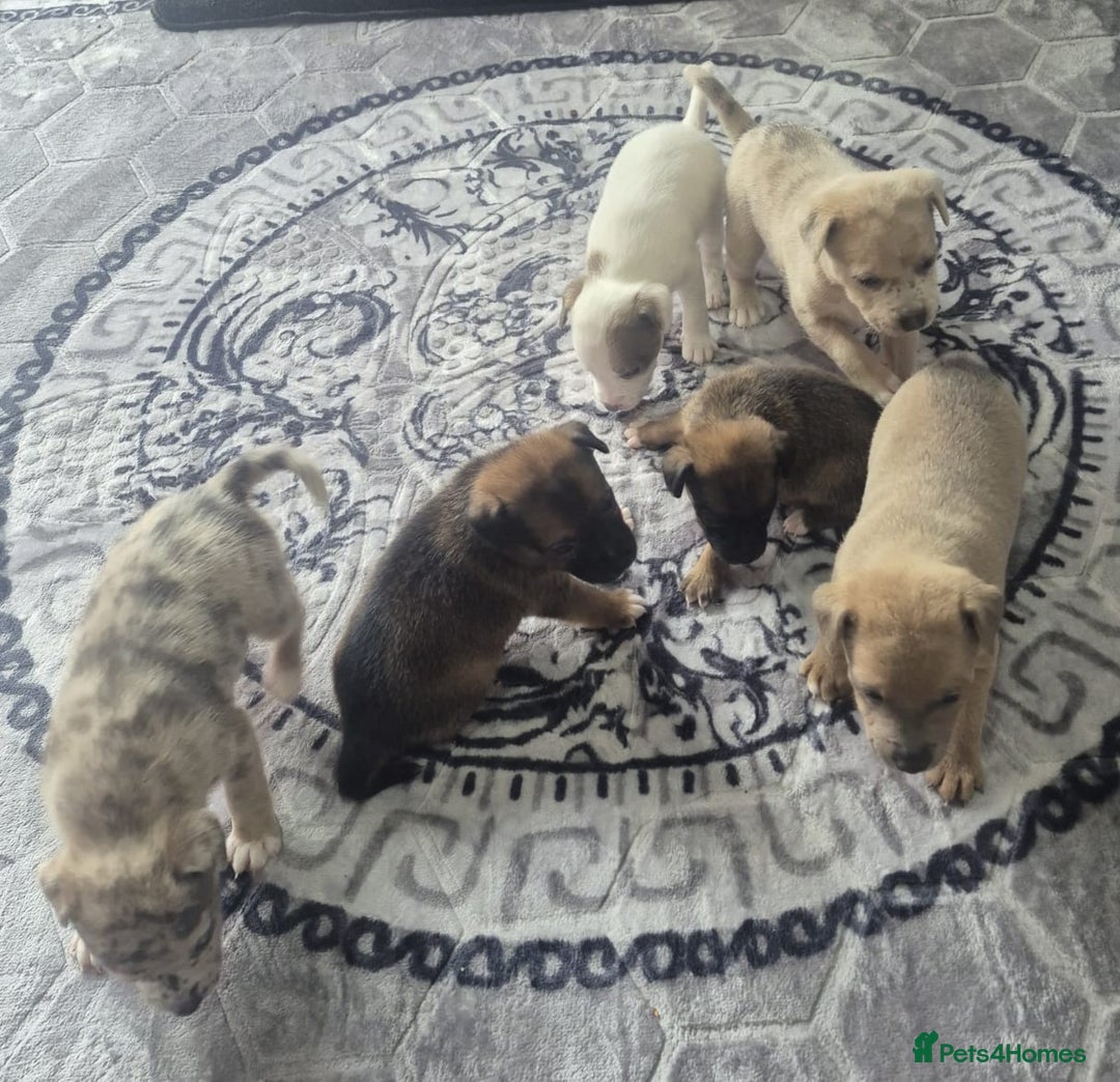 Jack Russell dogs for sale: Jack russell puppy's  - Image 13
