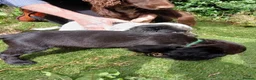 Cocker Spaniel dogs for sale: Cocker Spaniel Puppies in Barnsley - Advert 4