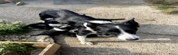 Border Collie dogs for sale: 5 Border Collie Puppies - Advert 7