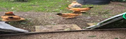 Chickens poultry for sale: 3 Essex buffs hens and a silky cockerel  - Advert 4