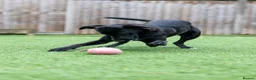 Mixed Breed dogs for adoption: Lovely Lilly - Advert 20