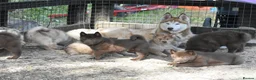 Chow Chow dogs for sale: Genuine chowski puppies  - Advert 2