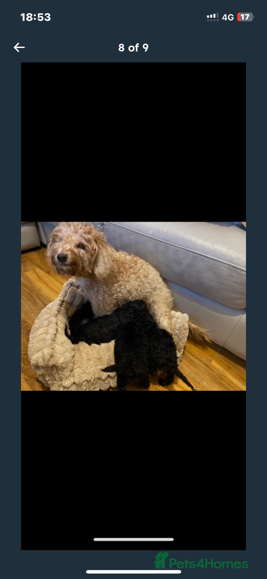 Miniature Poodle dogs Miniature poodle puppies  - Advert 4
