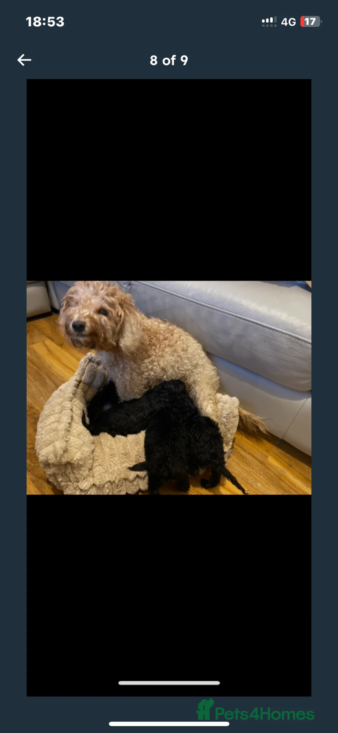 Miniature Poodle dogs for sale: Miniature poodle puppies  in Livingston - Advert 1