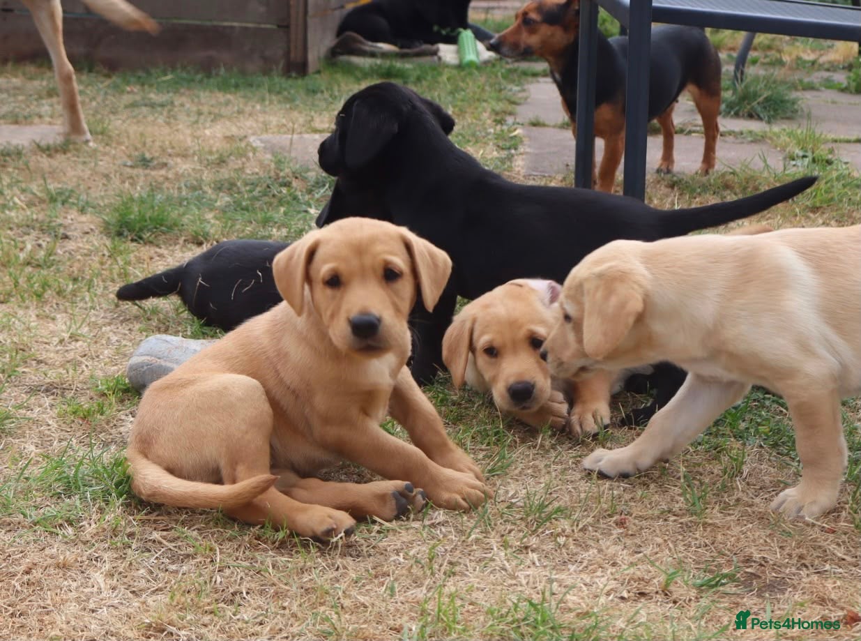 Labrador Retriever dogs Beautiful Kennel Club Registered Labrador Puppies - Advert 1
