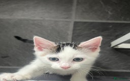 Mixed Breed cats for sale: Beautiful Kitten Looking for His Forever Home - Image 4