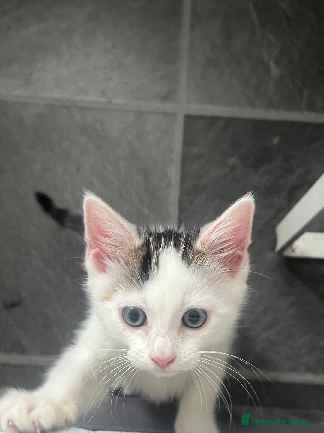 Mixed Breed cats for sale: Beautiful Kitten Looking for His Forever Home - Image 4