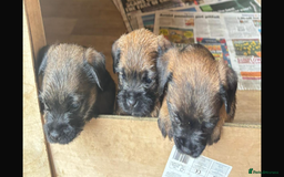 Border Terrier dogs for sale: Border terriers  - Image 3
