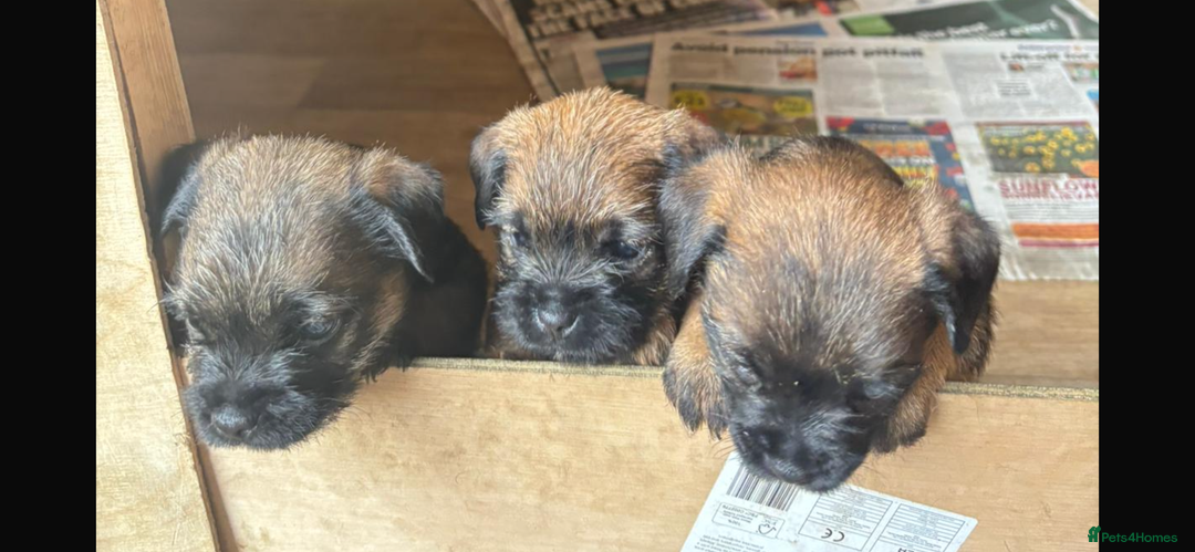 Border Terrier dogs for sale: Border terriers  - Image 3