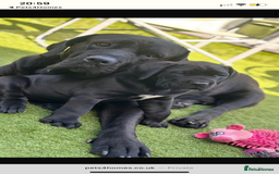 Cane Corso dogs for sale: 2 big cane Corso girls left ! Ready to go now  - Advert 3