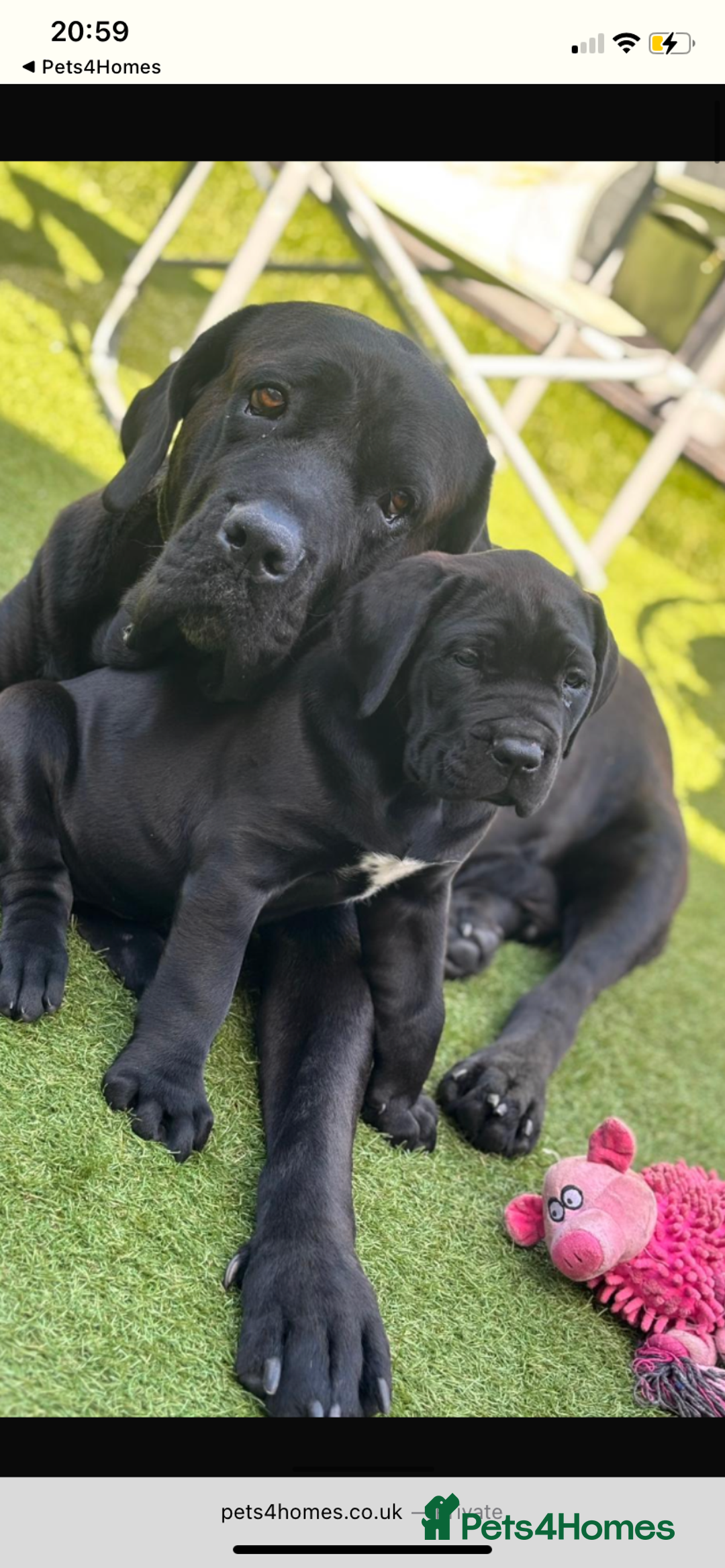 Cane Corso dogs for sale: 2 big cane Corso girls left ! Ready to go now  - Advert 3