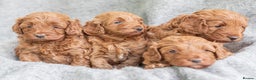 Toy Poodle dogs for stud: *KC Reg'd Toy Poodle Stud Dog*DNA Tested Clear* in Leyland - Advert 14