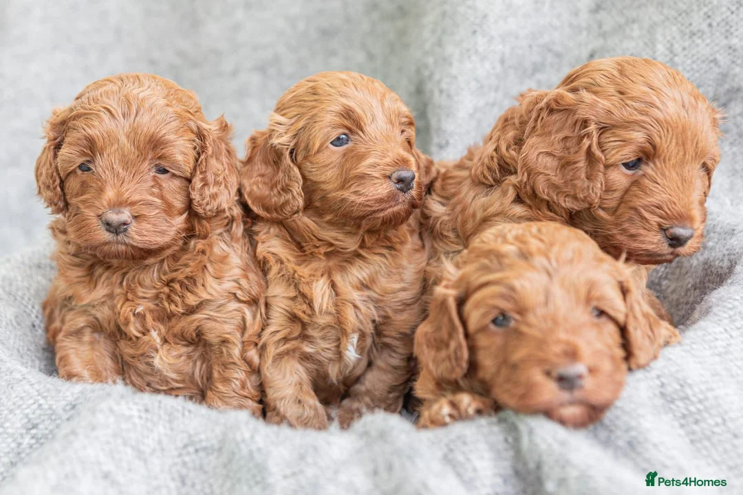 Toy Poodle dogs for stud: *KC Reg'd Toy Poodle Stud Dog*DNA Tested Clear* in Leyland - Advert 14