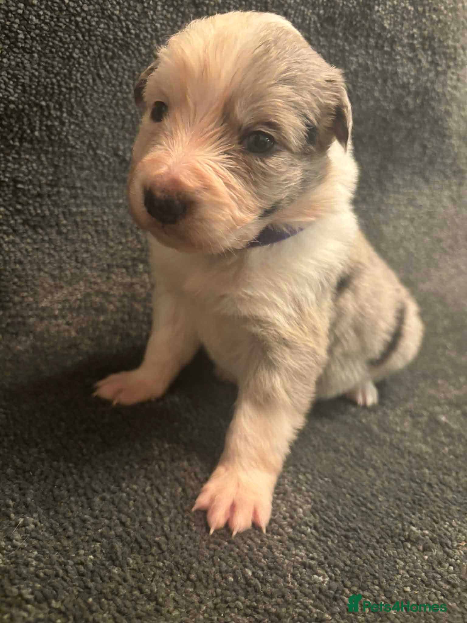 Border Collie dogs 8 Gorgeous Border Collie Puppies for Sale  - Advert 3