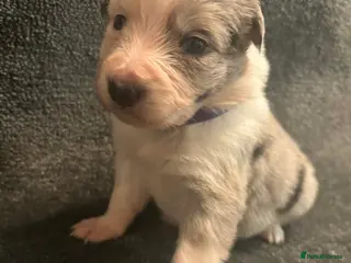 Border Collie dogs 8 Gorgeous Border Collie Puppies for Sale - Advert 3