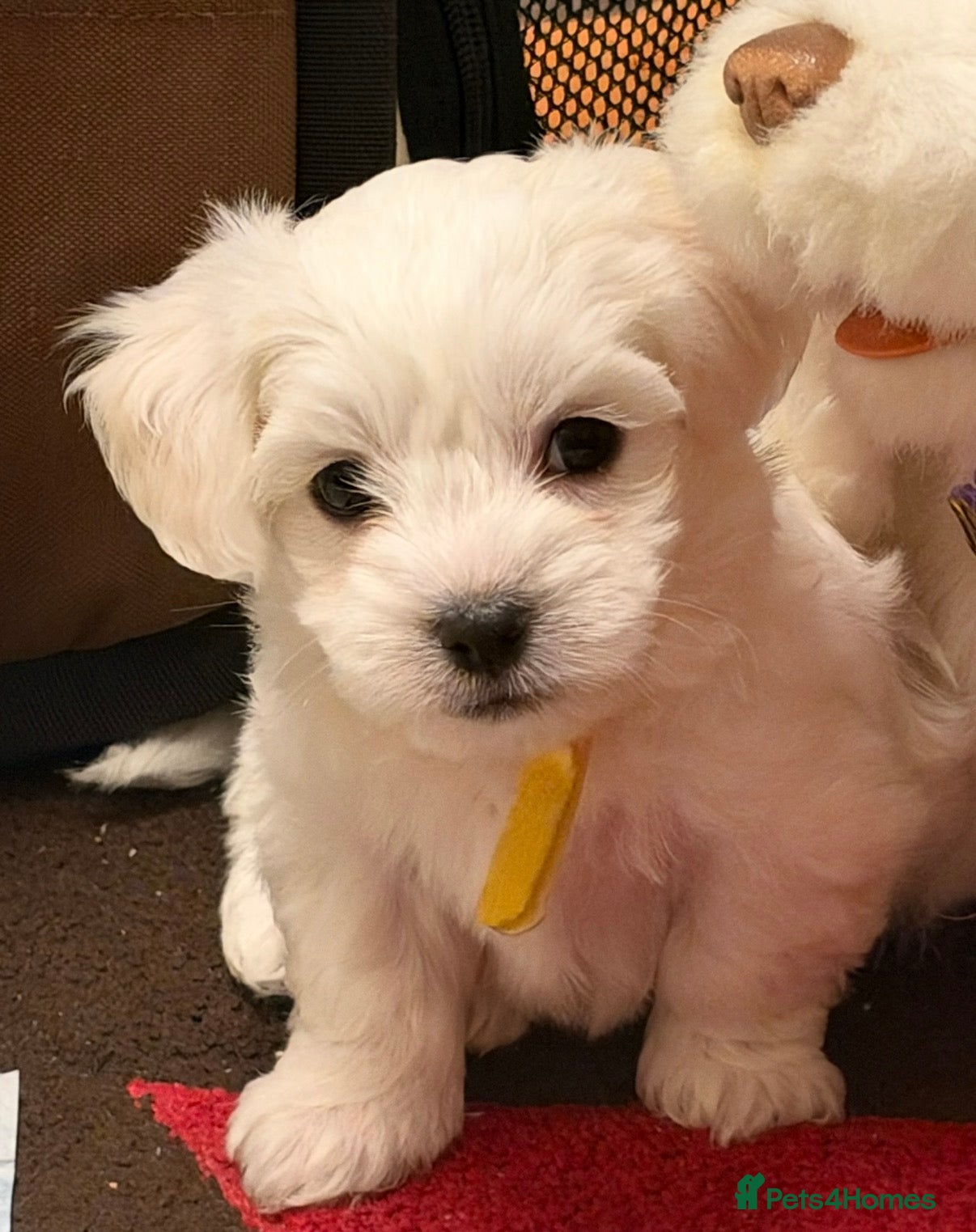 Maltese dogs for sale: KC registered Maltese boy  - Advert 2