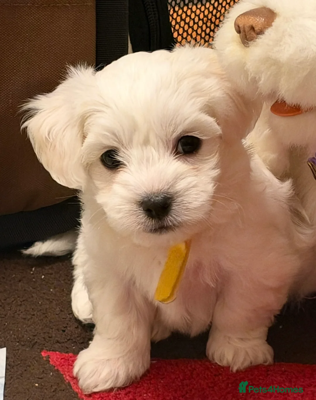 Maltese dogs for sale: KC registered Maltese boy  - Advert 2