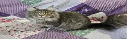 Maine Coon cats for sale: Stunning Maine Coon kittens - Advert 2