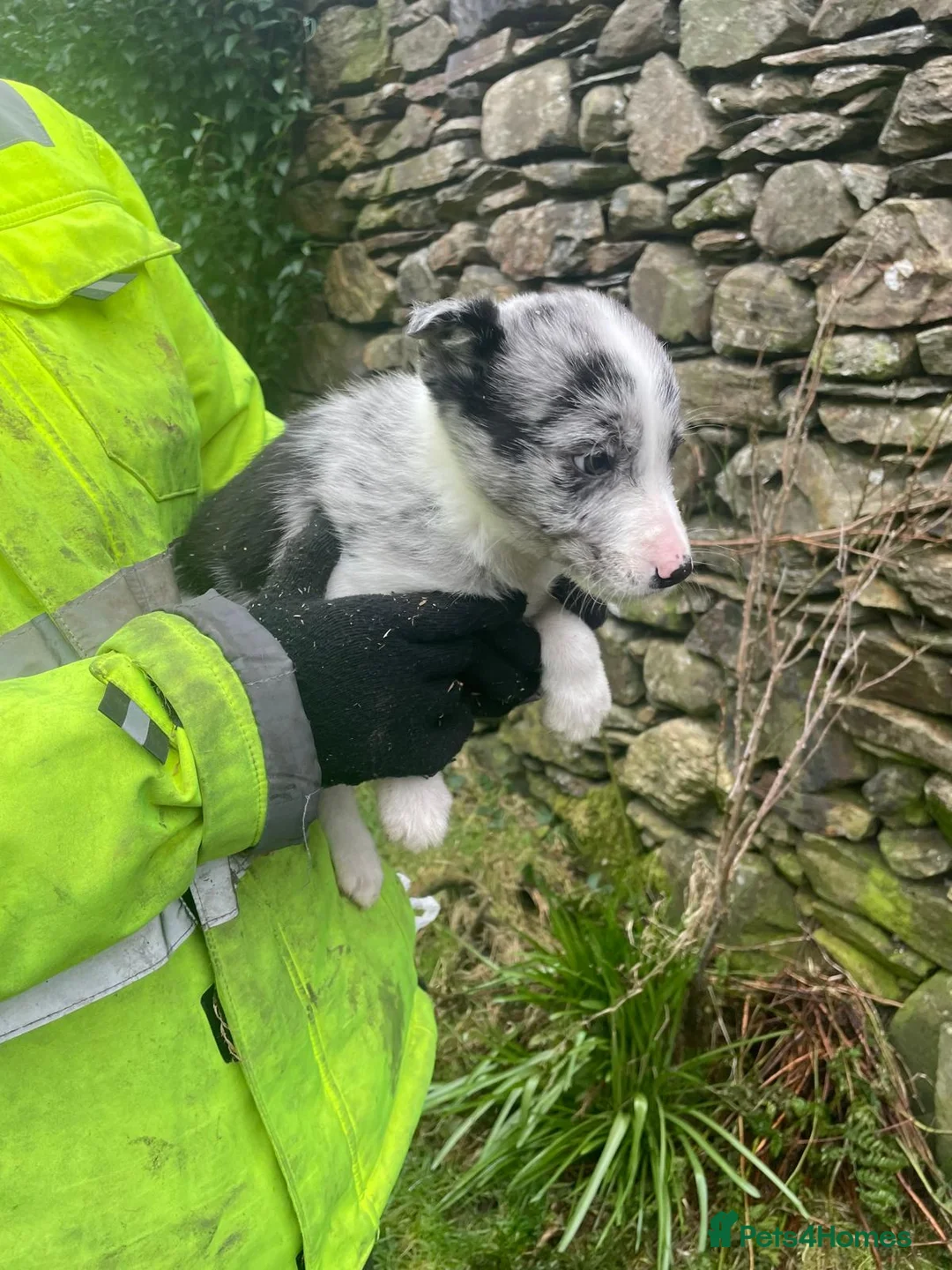 Border Collie dogs for sale: Sweet collie puppy’s  - Advert 10