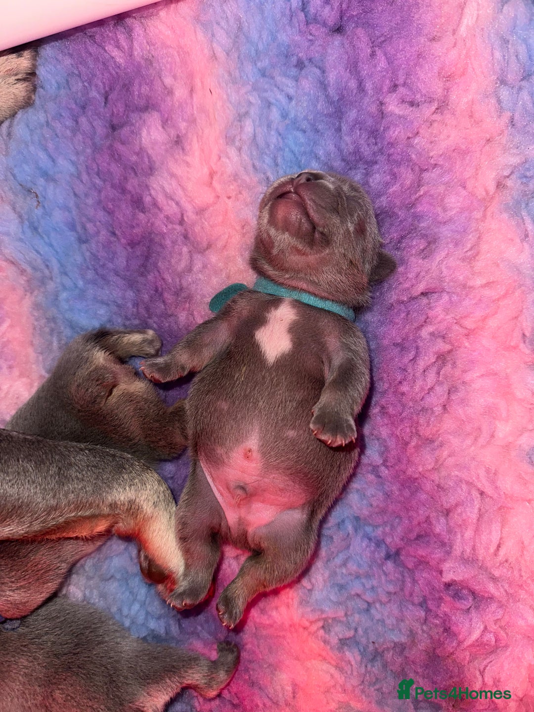 French Bulldog dogs for sale: 2nd litter of ⭐Jesus⭐️ natk9 frenchies - Image 13