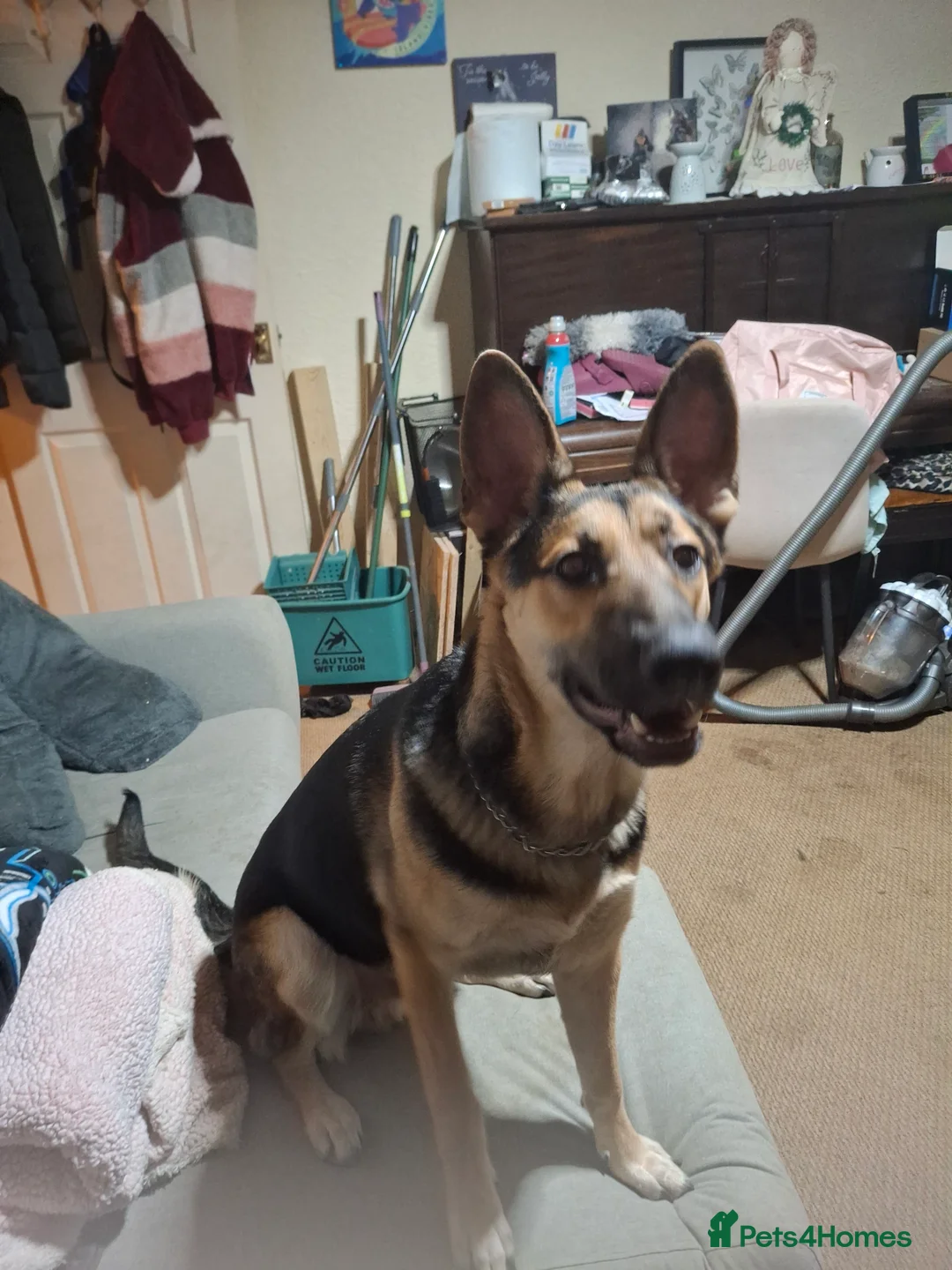 Mixed Breed dogs for sale: Shepherd X Malinois for sale - Advert 1