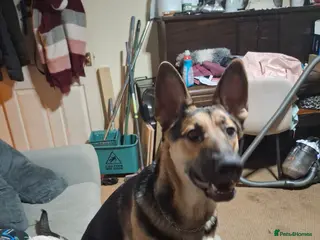 Mixed Breed dogs Shepherd X Malinois for sale - Advert 1