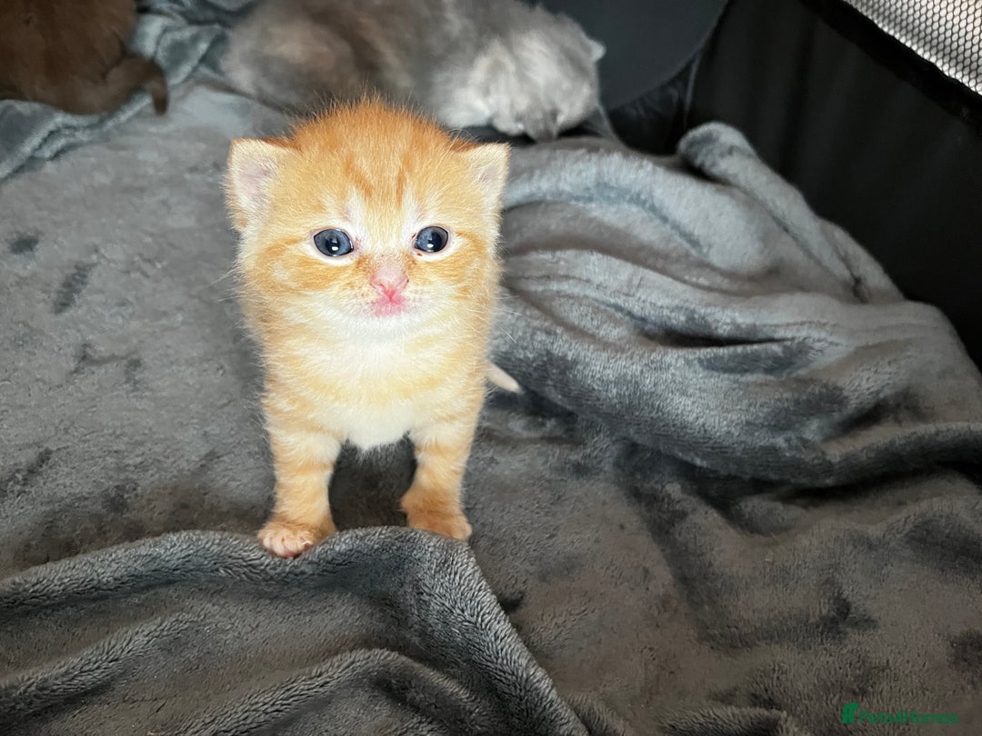 British Shorthair cats for sale: Beautiful pedigree bsh kittens  - Image 6