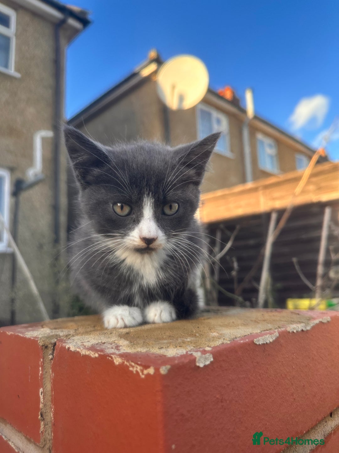 Mixed Breed cats for sale: Hybrid-Breed Kittens Available – Raised With Love - Advert 18