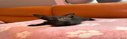 Oriental cats for sale: Beautiful Siamese & Oriental Kittens  - Advert 23