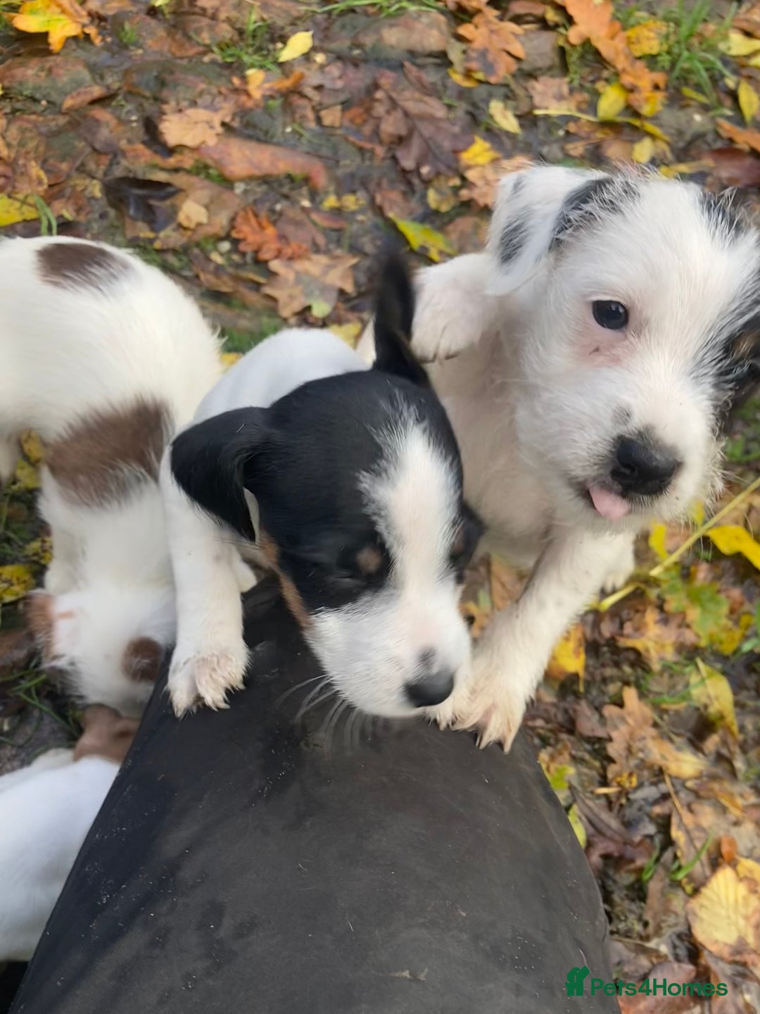 Parson Russell dogs for sale: 1 boy 1 girl parson Russel available - Image 1