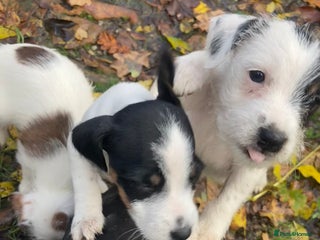 Parson Russell dogs for sale - Advert 1