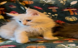 Maine Coon cats for sale: Maine Coon Kittens TICA  - Image 13