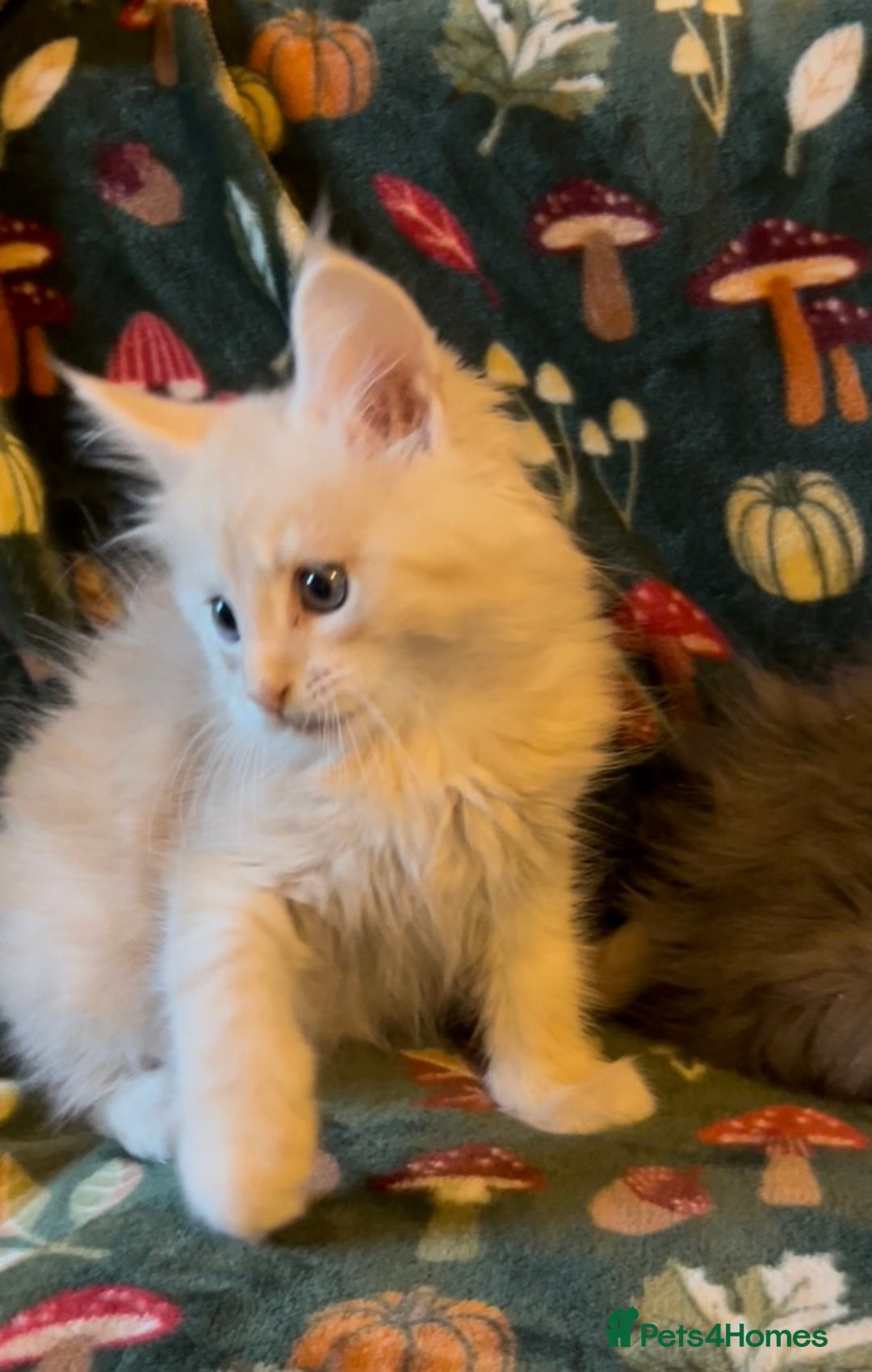 Maine Coon cats for sale: Maine Coon Kittens TICA  - Image 13