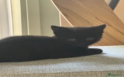 British Shorthair cats for sale: Black British Short hairs - Image 3