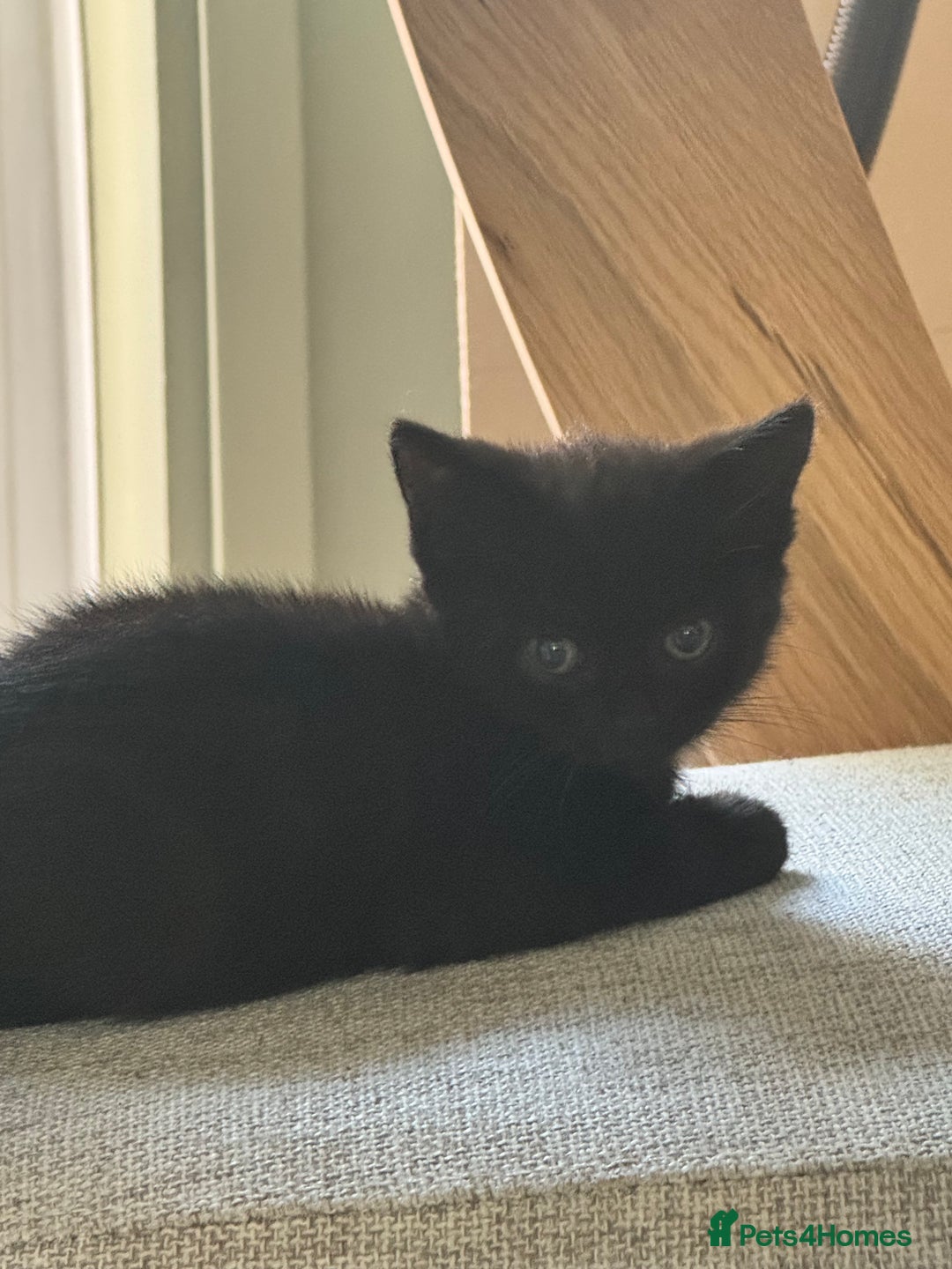 British Shorthair cats for sale: Black British Short hairs - Image 3
