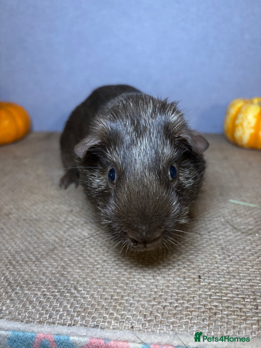 Guinea Pig rodents for sale: Chocolate Tweed - Advert 2