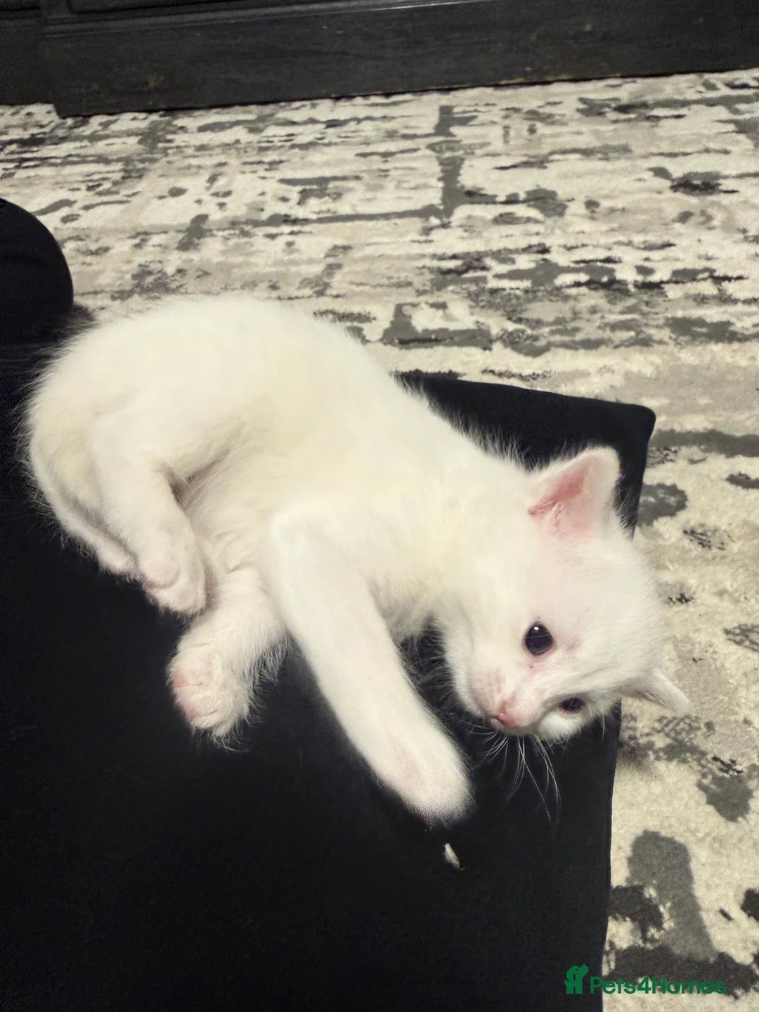 Mixed Breed cats for sale: 6 kittens  - Advert 2