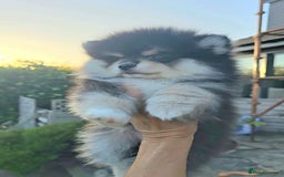 Pomsky dogs for sale: Pomsky puppies very small toy size F3  - Image 12