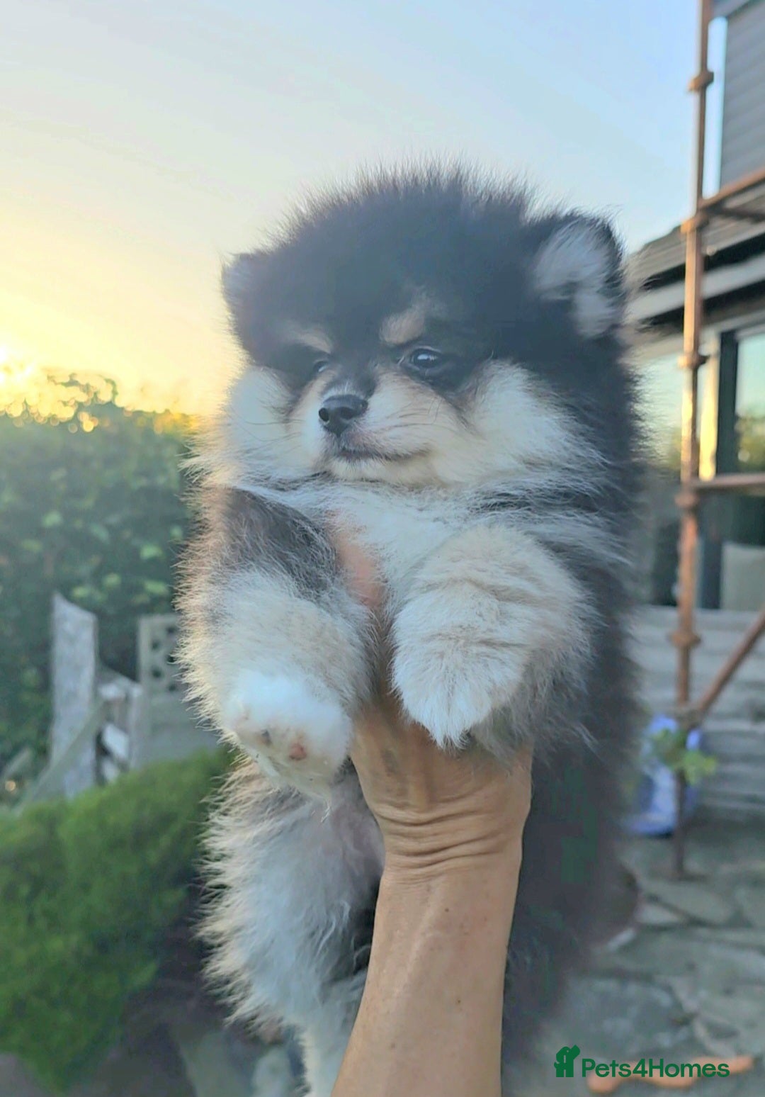Pomsky dogs for sale: Pomsky puppies very small toy size F3  - Image 12