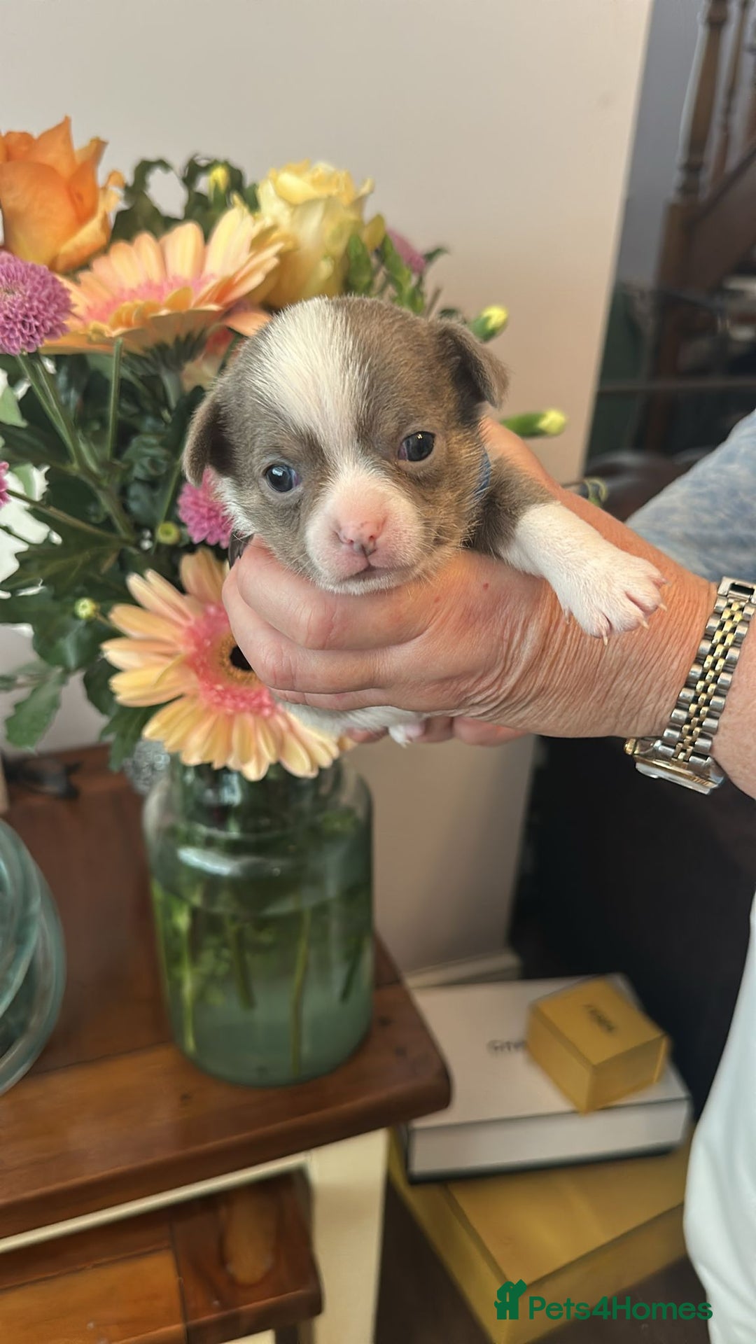 Chihuahua dogs for sale: Beautiful chihuahua pups! Long and short haired!! - Image 9