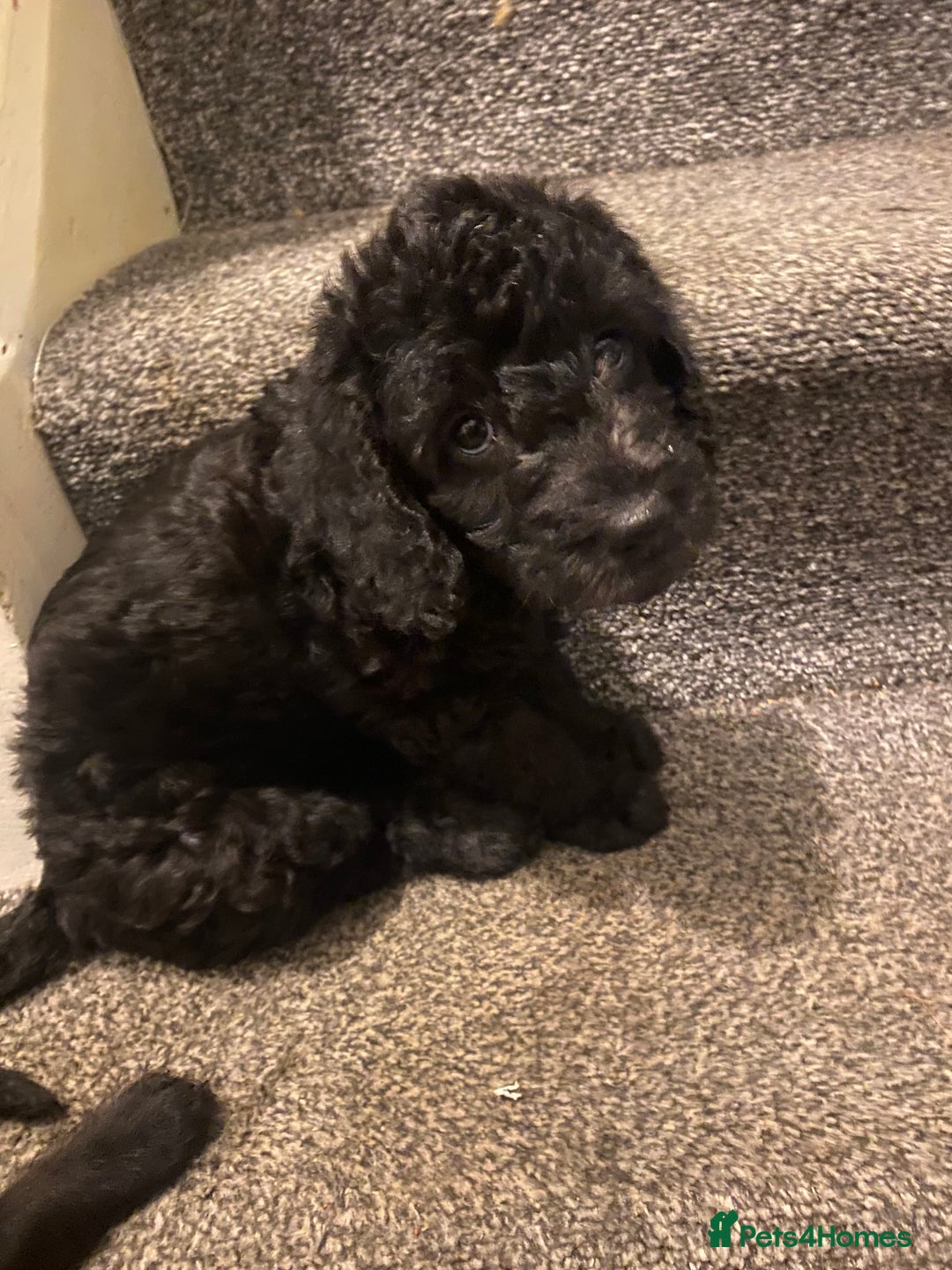 Mixed Breed dogs for sale: COCKERPOO/BEDLINGTON GIRL PUPPY!!!❤️ - Advert 7