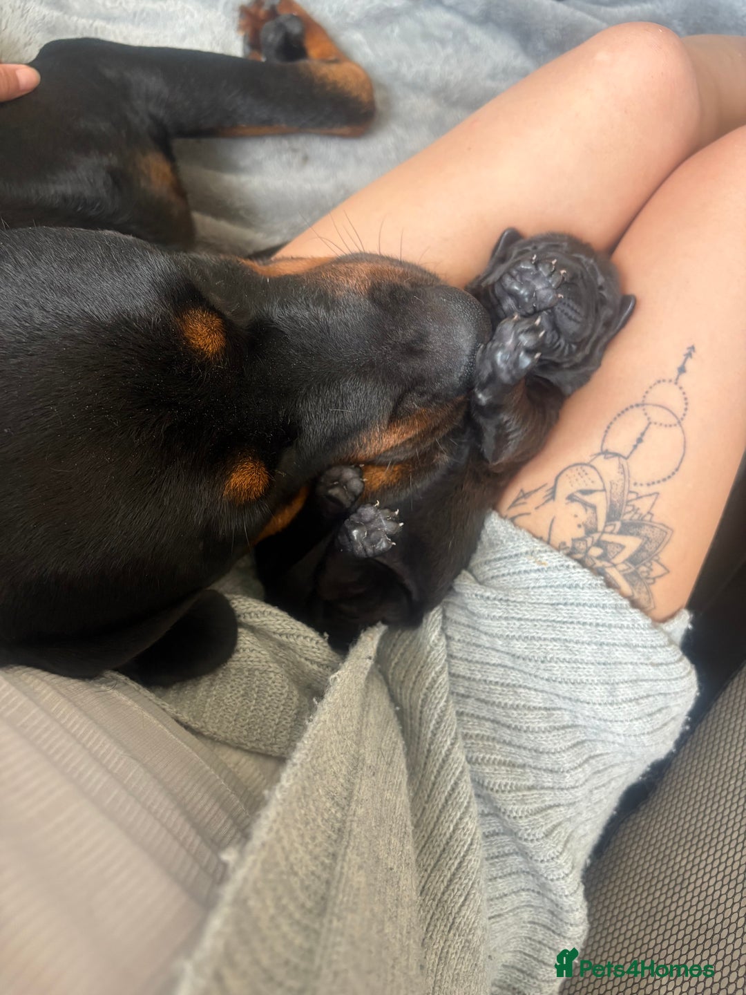Mixed Breed dogs for sale: 3 beautiful boys for sale  - Image 15