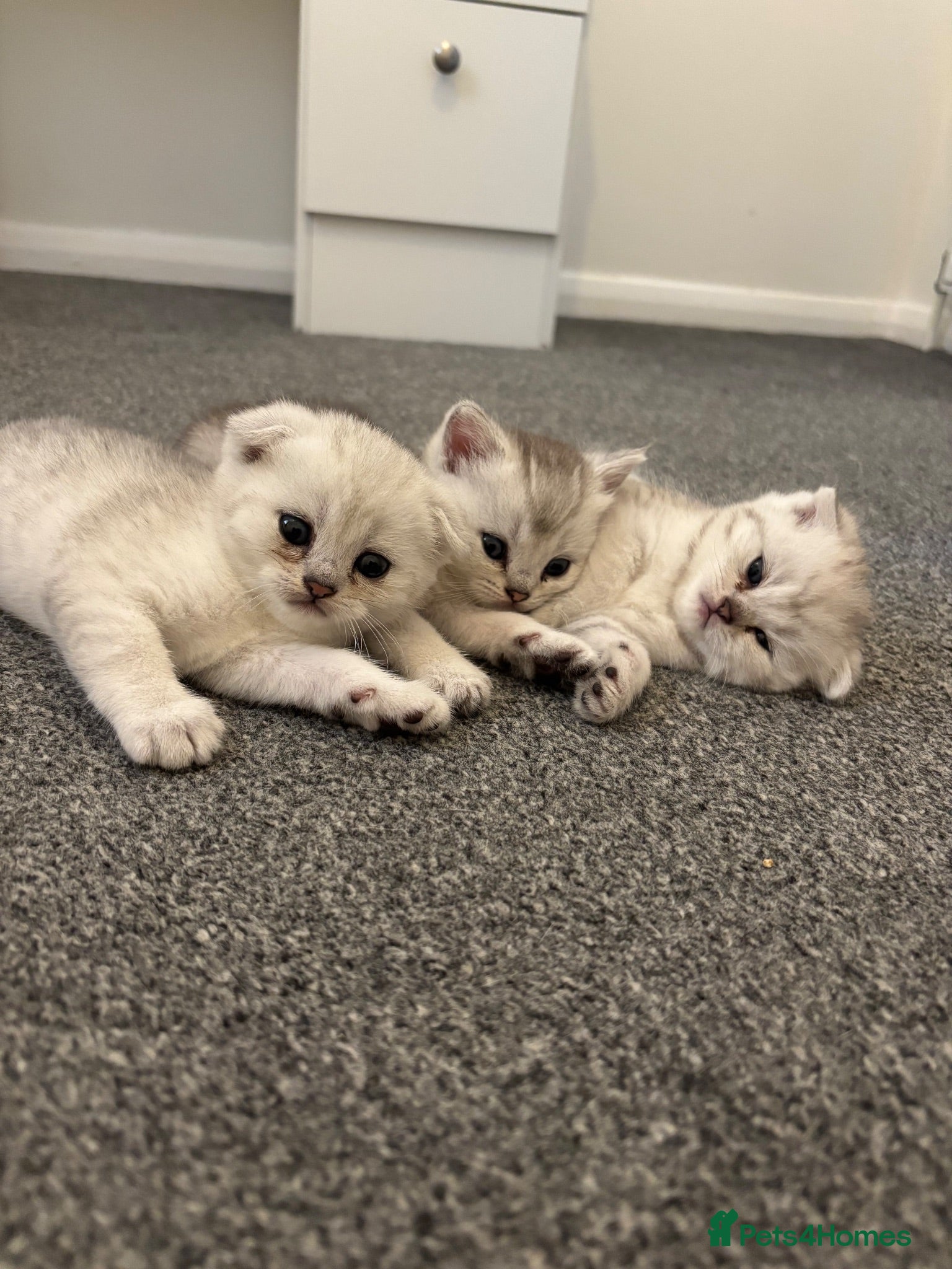 Scottish Fold cats Scottish fold kittens  - Advert 4