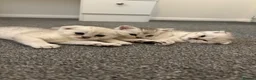 Scottish Fold cats for sale: Snow spot Scottish fold kittens - Advert 14