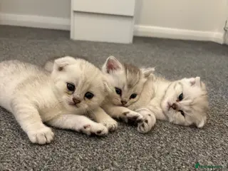 Scottish Fold cats Scottish fold kittens - Advert 4