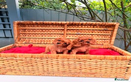 Cavalier King Charles Spaniel dogs for sale: Quality KC Health Tested Ruby CKCS Pups For  Sale - Image 26
