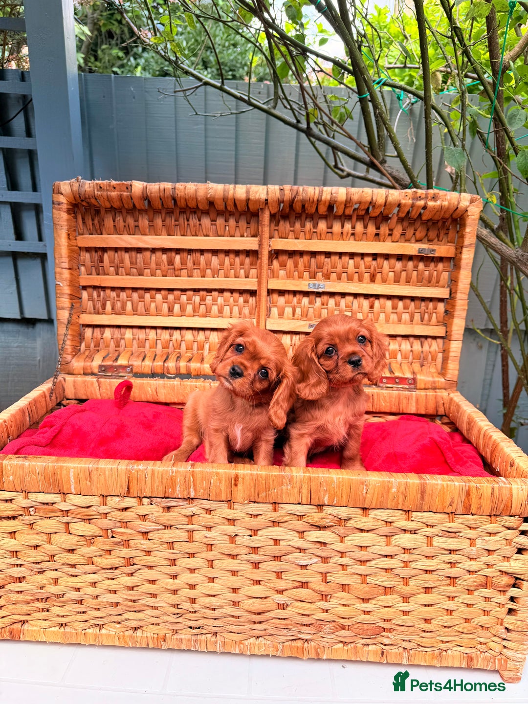 Cavalier King Charles Spaniel dogs for sale: Quality KC Health Tested Ruby CKCS Pups For  Sale - Image 26