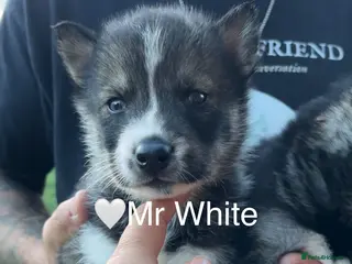 Siberian Husky dogs Outstanding KC Registered Puppies - Advert 1