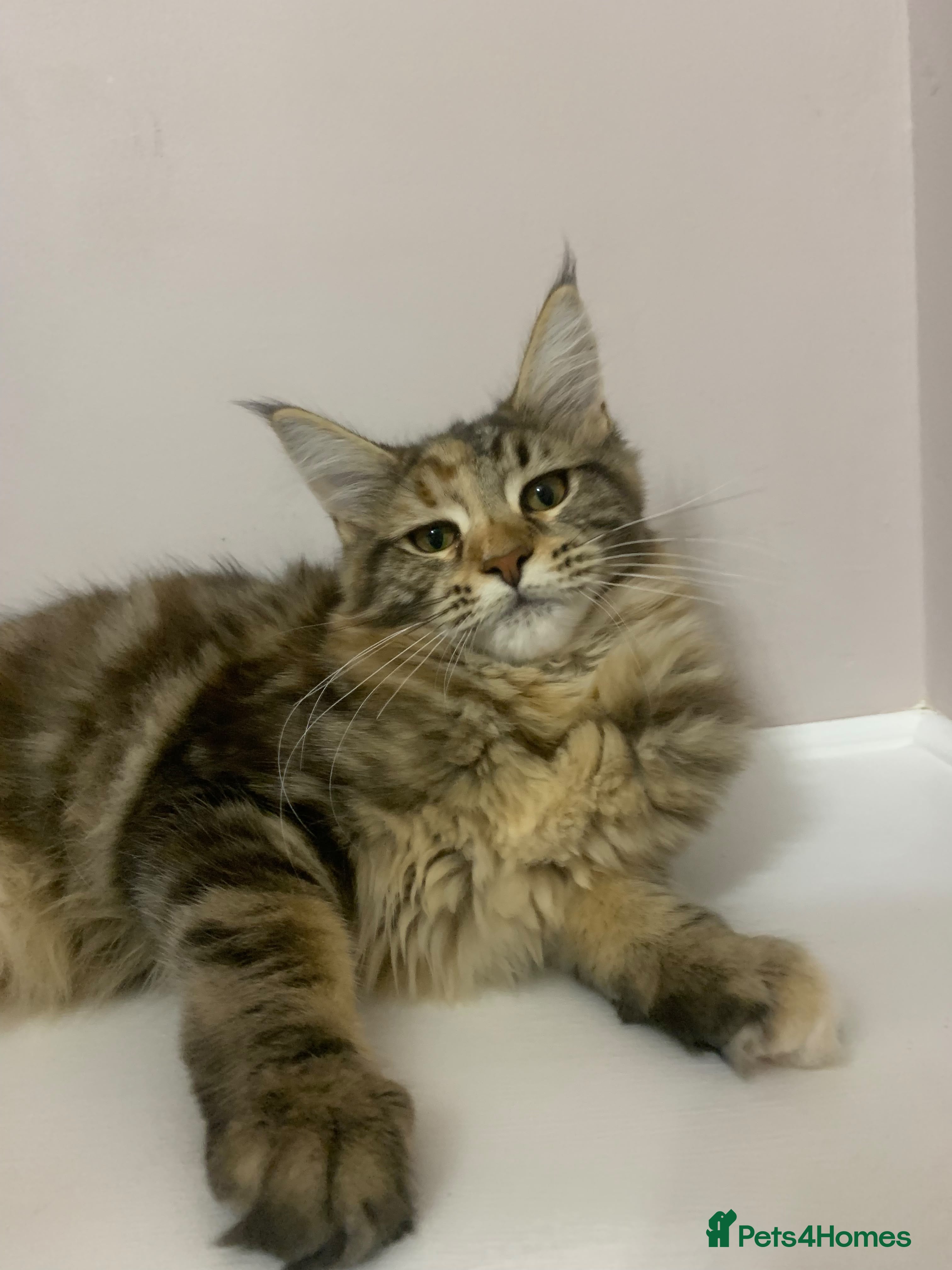 Maine Coon cats TICA Pedigree Registered Maine Coon Kittens - Advert 2